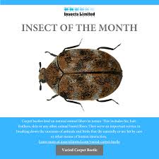 varied carpet beetle insects limited