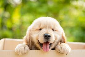 cute puppy stock photos images and