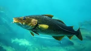 Image result for cod fish