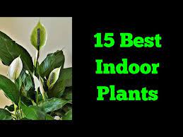 Indoor Plants Indoor Plants Name