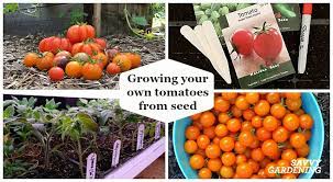 growing tomatoes from seed a step by