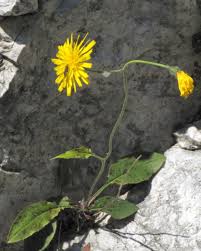 Hieracium bifidum - Wikispecies