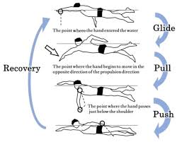 swimming velocity and trunk twist