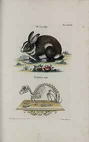 Domestic Rabbit Wikipedia