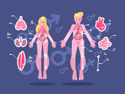 Find & download free graphic resources for human internal organs. Jennifers Body Designs Themes Templates And Downloadable Graphic Elements On Dribbble