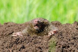 prevent moles from digging up your yard