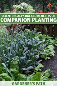 the benefits of companion planting