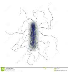 Proteus mirabilis bakteria ilustracji. Ilustracja złożonej z odosobniony -  90817078
