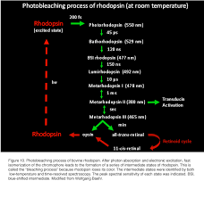 Phototransduction In Rods And Cones By Yingbin Fu Webvision