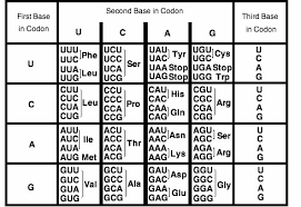 The Chart Below Shows The Codons That Make Up The Genetic