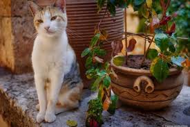 Manche mögen keine katzen oder reagieren allergisch. Wie Katzen Vertreiben Aus Dem Garten Garten Und Freizeit