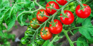 growing your own tomatoes from seed