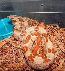 2016 hypo female het sunglow