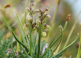 Chamorchis alpina (L.) Rich. - Sistema informativo sulla flora delle ...