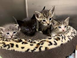 Find white kittens near me at the best price from pure love cattery. Jacksonville Humane Societyfree Kitten Adoptions In Town Center 12 28 Jacksonville Humane Society