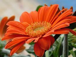 22 types of orange flowers pictures