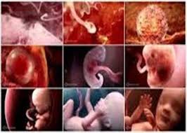 Hasil gambar untuk transfer janin