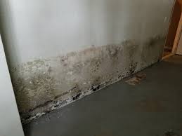 Does Mold In The Basement Affect