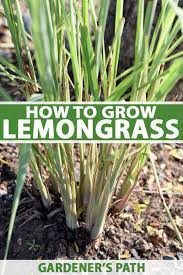 how to plant and grow lemongr