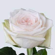 Scented Garden Rose White O Hara 60cm