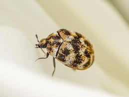 are carpet beetles in nj a threat to