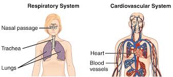 Tissues Organs Organ Systems Article Khan Academy