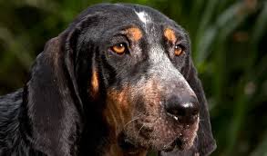My dad, dr tony, and i hunt with bluetick hounds. Bluetick Coonhound Breed Information