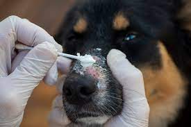 what is ringworm in dogs next steps