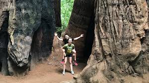 The state park's campground is just a stone's throw away from some of the park's most popular hiking trails and there's always something going on at henry cowell redwoods state park, from nature programs and photography. Redwood Grove Loop Trail At Henry Cowell Redwoods State Park