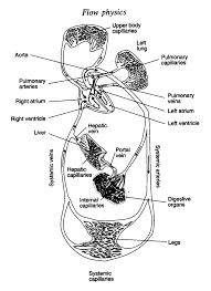 1 A Schematic Diagram Of The Blood Circulation System In The