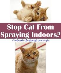 Unneutered males do it to mark their territory, and unspayed female cats do it to give out. 18 Stunning Cat Spray Hilarious Admirable