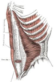 It comprises the the transversus abdominis muscle is the deepest of the abdominal muscles, lying internally to the. Abdomen Anatomy Definition Function Muscles Biology Dictionary