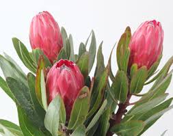 While the cape floral region covers less than 0.5 . Protea Pink Ice Wiffens