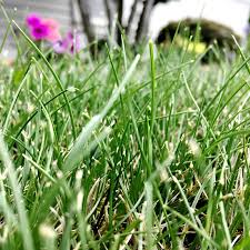 Maybe you want an attractive lawn, but don't have the time to take care of it yourself. Fair Price Quotes For Weeding Yard Work Lawn Care Estimates Step By Step Guide For Accurate Lawn Care Quotes Dogtrainingobedienceschool Com
