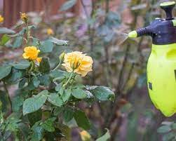 how to treat black spot on roses