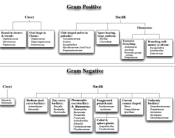 Gram Negative Bacteria Chart Achievelive Co