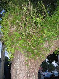 Berminat menanam pokok getah.dapatkan baka pokok getah yang berkualiti.pb260,pb360,pb315,rrim908,rrim929,klon satu malaysia rrim2001,rrim2002. Pokok Pitis Wikipedia Bahasa Melayu Ensiklopedia Bebas