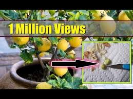 grow lemon tree from seed indoors