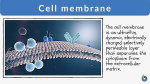 cell membrane definition and exles