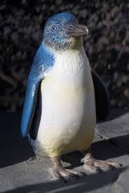 What should i name my adopted baby penguin? Little Blue Fairy Penguin Online Learning Center Aquarium Of The Pacific