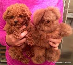 red toy poodle near me 2024