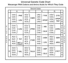 Genetic Code Chart Google Search Molecular Genetics
