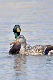 Know Your Waterfowl Ducks Unlimited Canada