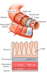 micro mechanics of the colon and