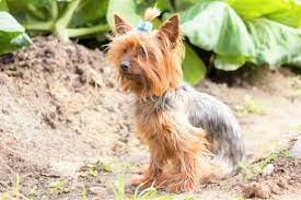 yorkshire terrier rescues for adoption