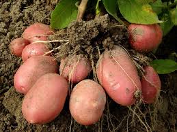 Картошка сорокодневка: вирощування, використання та корисні властивості
