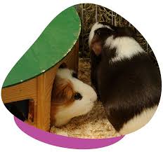 caring for guinea pigs feeding