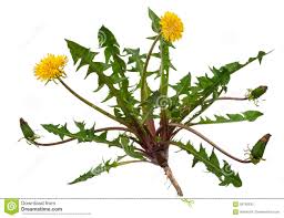 Medicinal Plant Dandelion Taraxacum Officinale Stock
