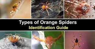 15 types of orange spiders with