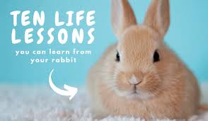 oxbow animal health life lessons you